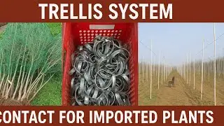 Limited Stock: Premium Plant Material for Your Dream Orchard