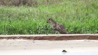 Amazing Panther Facts for Kids!