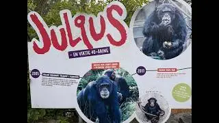 Dyreparken 🐒 | Dyrepresentasjoner Julius / Sjimpanse (full presentasjon)