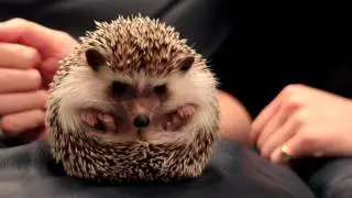 Hattie the Hedgehog
