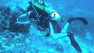 Coral Reef Adventure Presentation