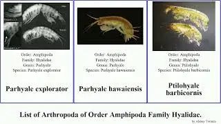 List of Arthropoda of Order Amphipoda Family Hyalidae. ptilohyale littoralis explorator Parhyale