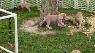 Cane Corso puppies #fawn #fromentino #formentino