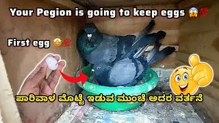 How to find Pigeon is keeping egg in Kannada ||Prince loft|| 💯🕊️😱