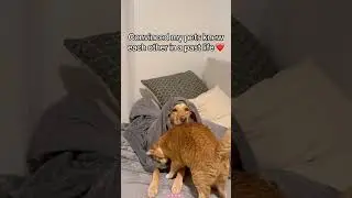 The cat and dog adores each other&rsquo;s company #love #dog #kitten #cat #foryou #usa