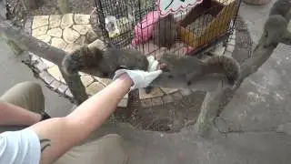 vlog / feeding the squirrels!