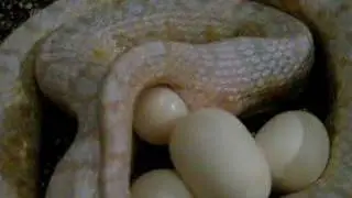 Cornsnake lays eggs