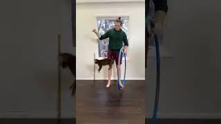 More Hoop Jump Training with Jinx #shorts #cat