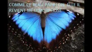 COMME CE BEAU PAPILLON  ELLE IL REVIENT M&Eacute;TAMORPHOS&Eacute;