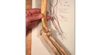 Elbow Joint And Bones: Understanding Figure Anatomy  #figureanatomy #figurestudy #drawingarms