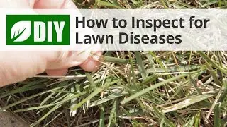 How to Inspect for Lawn Diseases