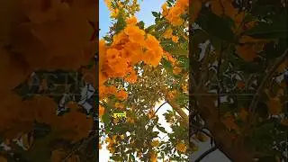 Tecoma stans, Yellow bells Pharmacognosy B.Pharma @solutionpharmacy #hindisong GPAT