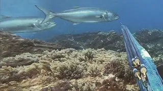 PESCA SUBMARINA en Canarias 🐟🔫- EPIC Spearfishing Moments 🇮🇨