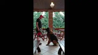 Leonberger training (exercises for dogs, ideas for their owners)
