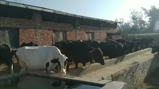 Jai Hind Dairy Farm in Una, Himachal Pradesh