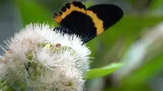 20250802 / 福山植物園 / 橙帶枝尺蛾 [Milionia zonea pryeri Druce, 1888]