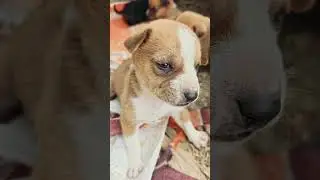 So cute 🥰 #cute #reels #dogs #dogsvideo #littledogs