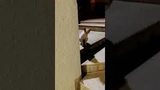 Cat seems scared of Diwali fireworks