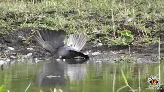Pomba na Bebida II   Hunting Brazil