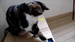 [ASTUCE] occuper son chat