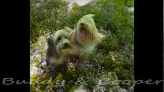 Wizard Of Paws' Best Friends