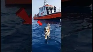 Никто не слушал собаку&hellip; Пока она не спасла всех 🐶❤️