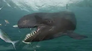 How big do false killer whales get? How fast is a False Killer Whale? [false killer whales]