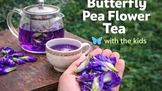 Butterfly Pea Flower Tea with My Kids | Natural Wellness Moments @Kalaanubhuti_breathing through art