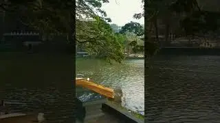 Kandy Lake | SL Nature RN Life | Feel the Nature | Sri Lanka 🇱🇰 | #KandyLake #Kandy