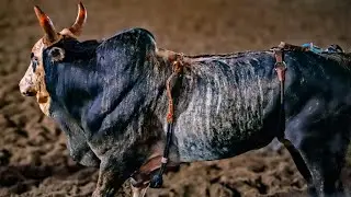 Rodeio de OUROESTE 2025 - (SEXTA / MELHORES MOMENTOS)