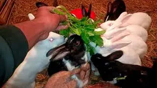 Cute bunny eating video sweet rabbit eating grass 🖤🖤 #rabbit #rabbiteating #business #rabbit 