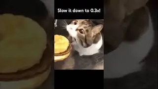 No chew burger