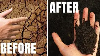 Fix BAD SOIL Mix 2 Simple Ingredients And Pour Over Your Garden