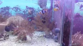 True Percula Clownfish - Breeding Pair