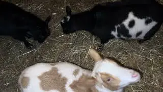 Goats are Crazy 💚