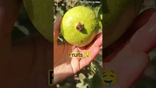 #guava #shorts #fruit #youtubeshorts #gardening