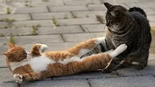 Приколы с животными №38. Fun with animals #38