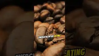 FUN FACTS ABOUT COFFEE!! A BEAN THAT WILL DRAIN YOUR BANK ACCOUNT!???