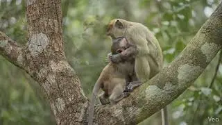 BABY MONKEY EATING A BANANA| WILDLIFE ANIMAL VIDEOS FOR BABIES AND TODDLERS