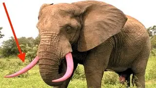 13 Ways in Fighting Against Poachers
