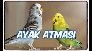 DİŞİNİN ERKEĞE KUR YAPIP AYAK ATMASI DURUMU