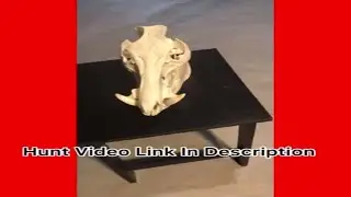 Hog Skull Mount Profile | Hunt on Camera in description #shorts #shootbigbucks