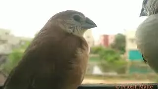 Indian SilverBill  Birds
