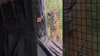Let&rsquo;s feed the tiger🐯 A wild feeding moment 🐯✨#tigerfeeding #hellotiger #animallovers #animalfeeding