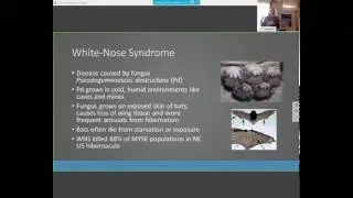 Update on Northern Long-eared Bat Research in Minnesota