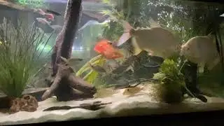 GIANT DANIOS! (Devario aequipinnatus)