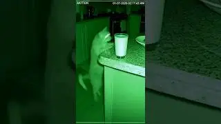 Cat CCTV Theft Fail