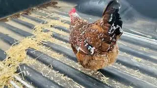 I never have to worry about help at Pencilsplace 🤠👍🐓🐶❤️🇺🇸