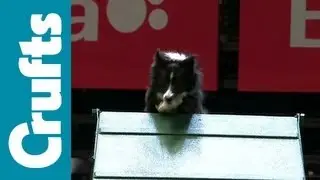 Agility - British Open - Agility - Crufts 2012