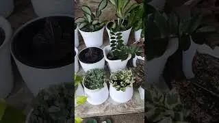 Sitout plant arrangement#pothos#Moneyplant#Aglomia#Snakeplant#jishapaul.
